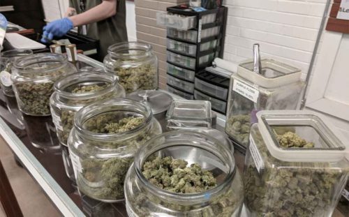 Budtender Working in Medical Marijuana Dispensary